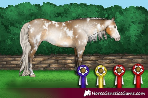 Horse Color:Gray White Spotted Silver Classic Cream Champagne Sabino Rabicano 