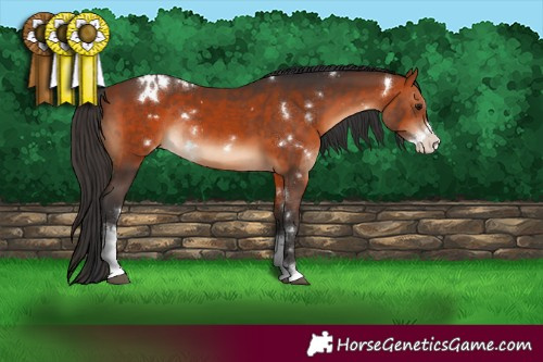 Horse Color:White Spotted Bay Sabino Rabicano 