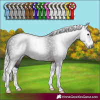 Horse Color:Gray Silver Brown Splash Rabicano
