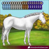 Horse Color:Classic Champagne Sabino Rabicano