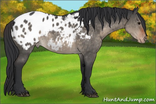 Horse Color:Brown Dun Sabino Appaloosa Rabicano 