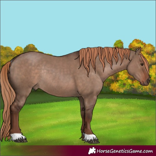 Horse Color:Liver Red Dun Rabicano 