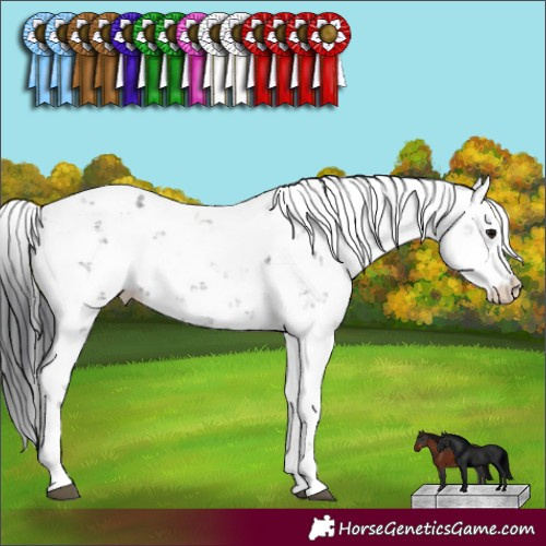 Horse Color:Black Sabino 