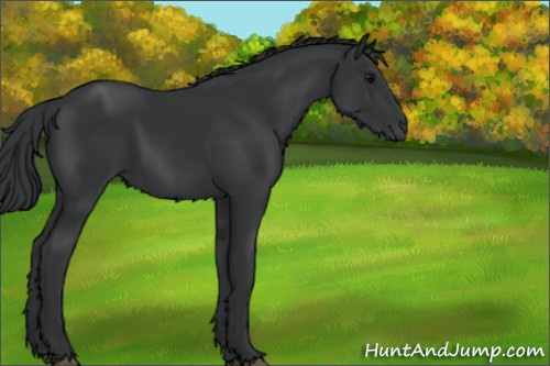 Horse Color:Black 