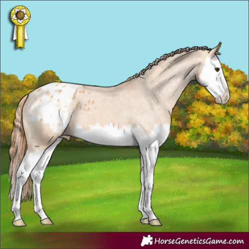 Horse Color:Red Dun Splash Appaloosa 