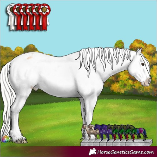 Horse Color:Silver Amber Champagne Onyx Appaloosa 