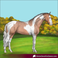 Horse Color:Silver Brown Roan Splash Tobiano Appaloosa 