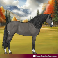 Horse Color:Grullo 