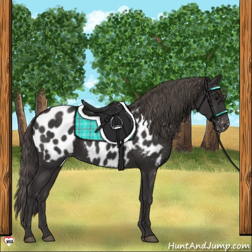 Horse Color:Smoky Black Near Leopard