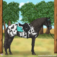 Horse Color:Smoky Black Near Leopard 