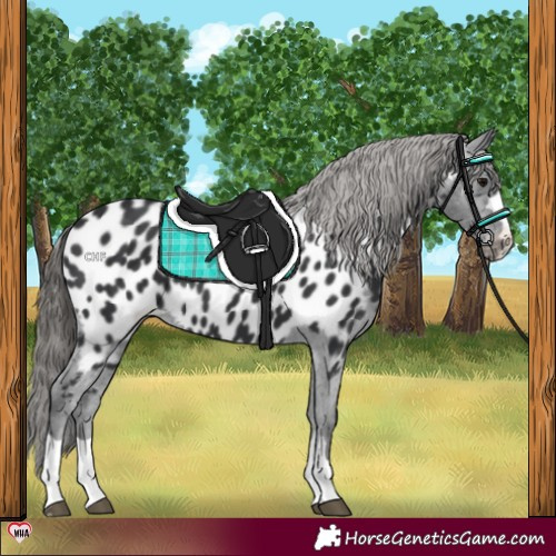 Horse Color:Black Appaloosa