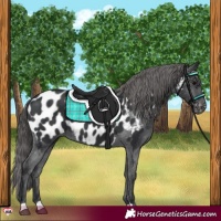 Horse Color:Black Appaloosa