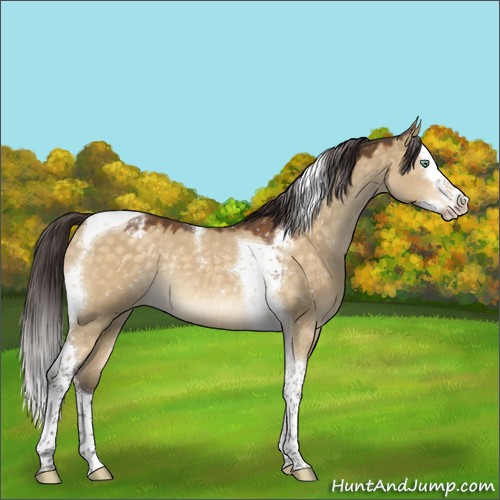 Horse Color:Buckskin Dun Mushroom Splash Tobiano Appaloosa Rabicano 