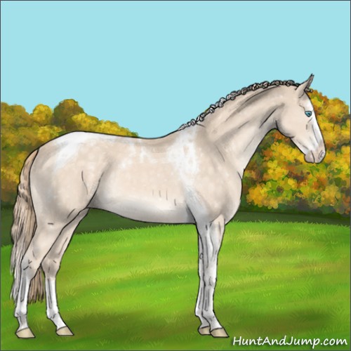 Horse Color:Perlino Mushroom Splash Tobiano Appaloosa 