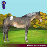 Horse Color:Buckskin Tobiano Blanket 