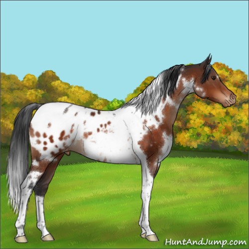 Horse Color:White Spotted Brown Tobiano Appaloosa 