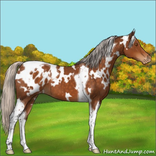 Horse Color:White Spotted Silver Buckskin Tobiano Appaloosa 