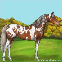 Horse Color:White Spotted Silver Buckskin Tobiano Blanket 
