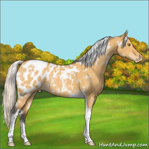 Horse Color:White Spotted Silver Buckskin Dun Tobiano Appaloosa Rabicano 