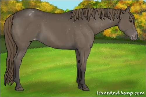 Horse Color:Smoky Black Appaloosa 
