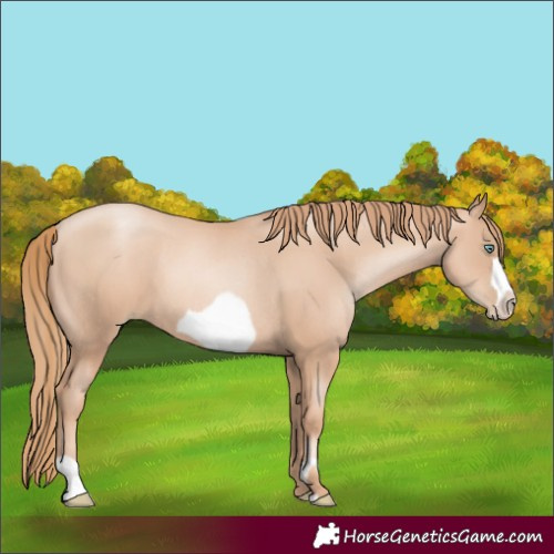 Horse Color:Gold Champagne Pearl Rabicano  and Gold Champagne Pearl Frame Rabicano 