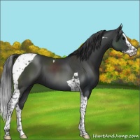 Horse Color:Black Splash Tobiano 