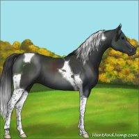 Horse Color:Black Tobiano 