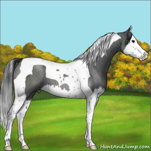 Horse Color:Blue Roan Splash Tobiano 