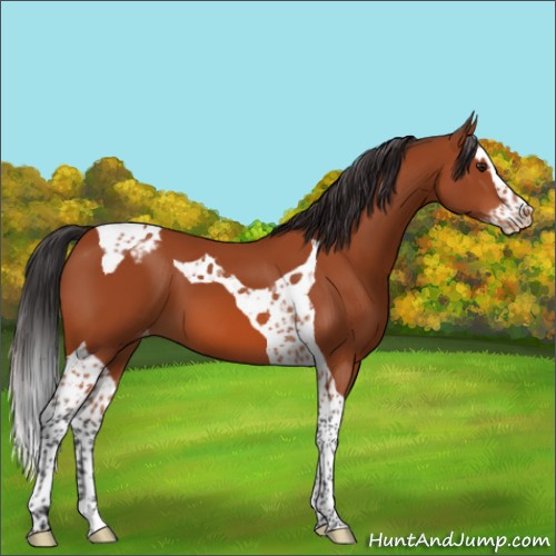 Horse Color:Brown Splash Tobiano Appaloosa 