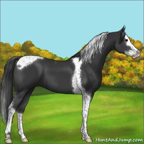 Horse Color:Black Splash Tobiano 
