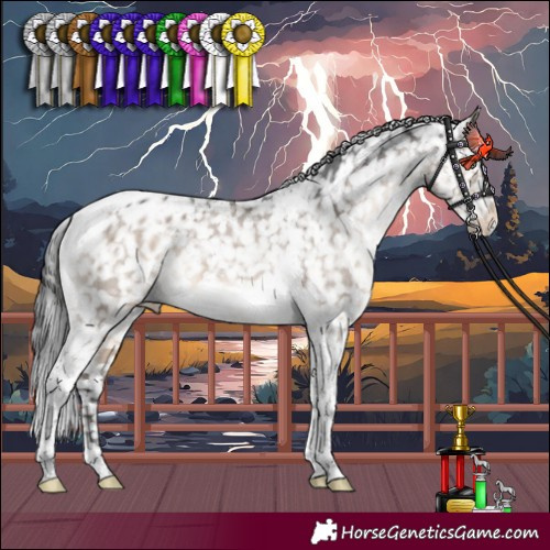 Horse Color:Brown Dun Mushroom Tobiano Appaloosa 