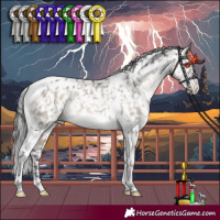 Horse Color:Brown Dun Mushroom Tobiano Appaloosa