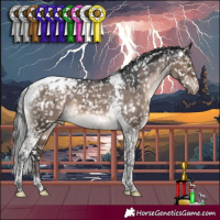 Horse Color:Brown Dun Mushroom Tobiano Appaloosa