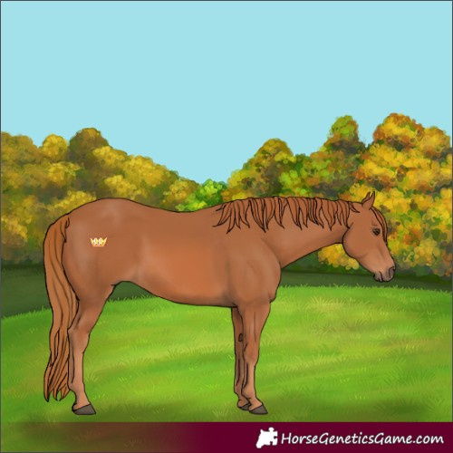 Horse Color:Chestnut 