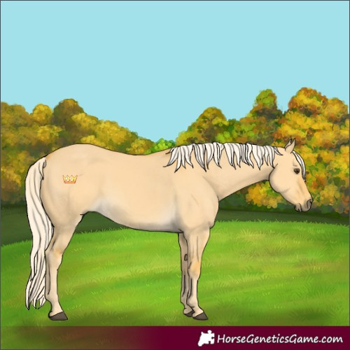 Horse Color:Palomino Dun