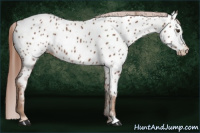 Horse Color:Chestnut Near Leopard 