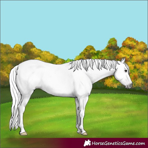 Horse Color:Gray Silver Brown 