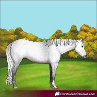 Horse Color:Gray Silver Brown 