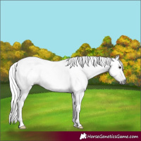Horse Color:Gray Silver Brown 