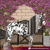 Horse Color:Liver Chestnut Appaloosa