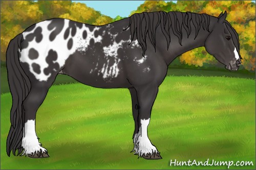 Horse Color:Smoky Black Appaloosa 