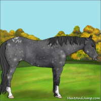Horse Color:Black Appaloosa