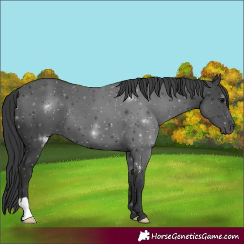 Horse Color:Black 
