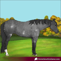 Horse Color:Black 