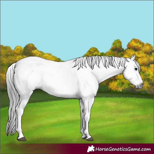 Horse Color:Gray White Spotted Smoky Blue Roan 