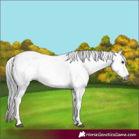 Horse Color:Gray White Spotted Smoky Blue Roan 