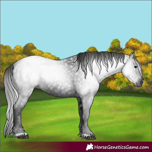 Horse Color:Gray Smoky Black 