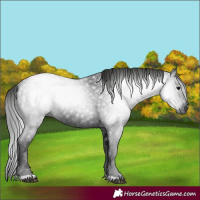 Horse Color:Gray Smoky Black 