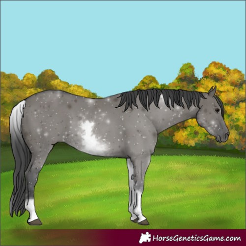 Horse Color:White Spotted Grullo 