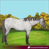 Horse Color:Grullo Roan Appaloosa